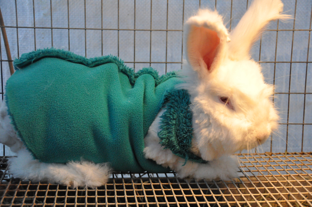 Rabbit Coat Pattern Iagarb, How To Make Rabbit Fur Coat