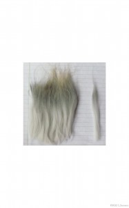 Synchronized coat:  This sample of agouti German angora is comprised of one coat.  It shows no evidence of secondary coat growth.