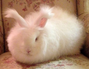 angora-rabbit